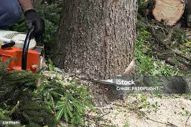 How Our Tree Care Process Works  in  Hillsboro, OR