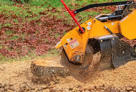 Tree and Shrub Care in Hillsboro, OR