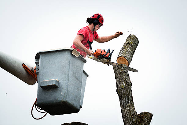 Seasonal Cleanup (Spring/Fall) in Hillsboro, OR